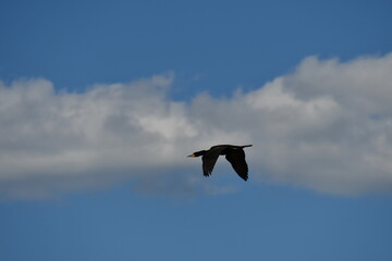 Cormorant in flight