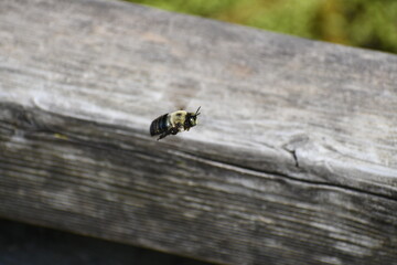 Bee in flight