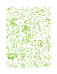 green linear illustration of different Garden Fruits, leaves, tree branches on white