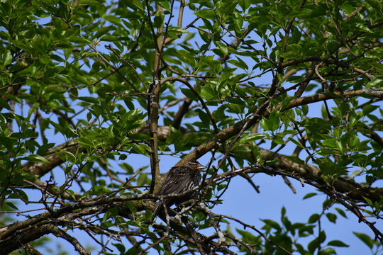 Bird in tree