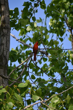 Cardinal
