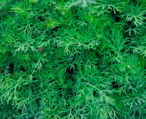 Green dill leaves in the garden. Organic farm. Healthy eating. Foods rich in vitamins. Agricultural industry. Natural background. Fragrant seasoning.