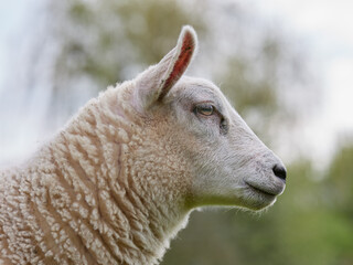 Close up portrait of head of young sheep