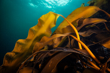 Hollow-Stemmed kelp underwater in the St. Lawrence River in Canada