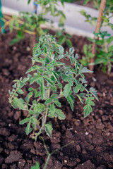 Young tomatoes in the garden. Tomato bushes are blooming. Growing vegetables in rural areas. Care and treatment of plants. Future harvest.