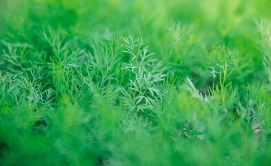 Green dill leaves in the garden. Organic farm. Healthy eating. Foods rich in vitamins. Agricultural...