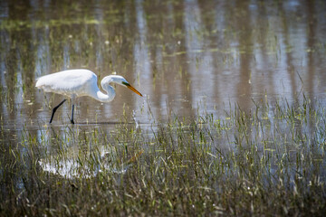 Great Egret hunting for food in a marsh along the St. Lawrence River