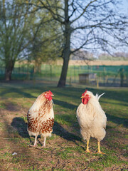 Two white and brown roosters in warm light in garden
