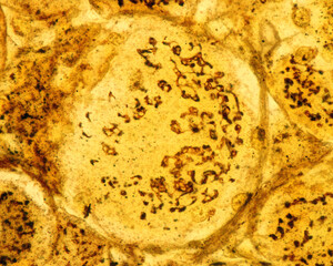 Dorsal root ganglion neurons. Golgi apparatus