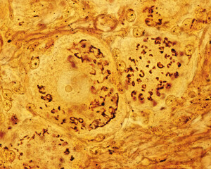 Dorsal root ganglion neurons. Golgi apparatus