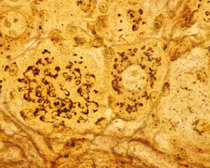 Dorsal root ganglion neurons. Golgi apparatus