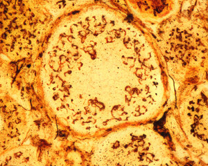 Dorsal root ganglion neurons. Golgi apparatus