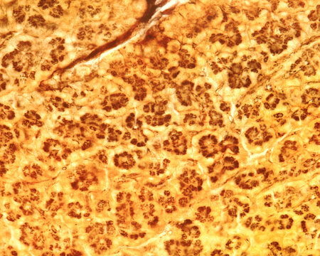 Pancreas. Golgi apparatus