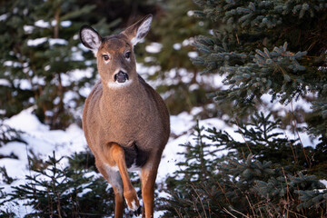 White-tailed deer standing along the St. Lawrence River in winter in a national Park.