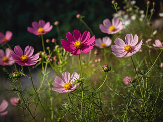 Beautiful cosmos flowers in bloom