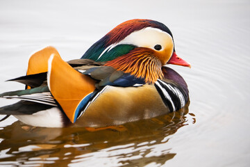 Escaped farm mandarin duck, along the shores of the St. Lawrence River.
