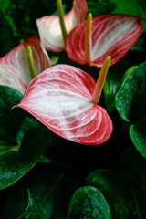 Red and white anthurium flowers in the garden.