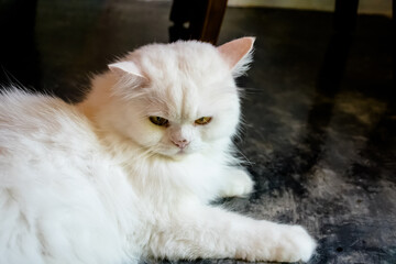 A fluffy white Persian cat lying on the floor