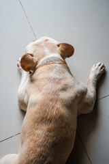 A sleeping French bulldog on the textile floor