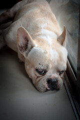A French bulldog's lying on the textile floor