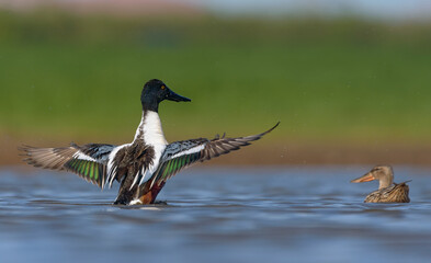 Male Northern Shovelers (Spatula clypeata) beating his wings over blue water of spring lake