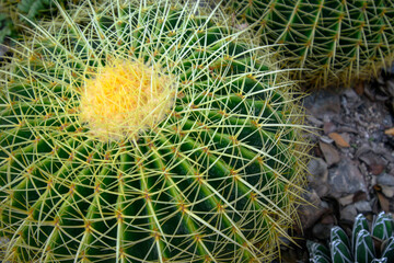 A spiky ball cactus