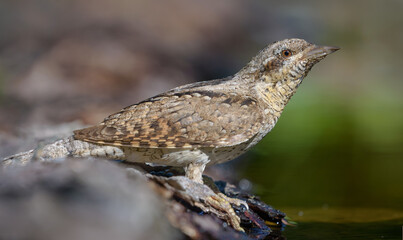 Eurasian wryneck (jynx torquilla) sitting on an wet bark near water pond in early morning light
