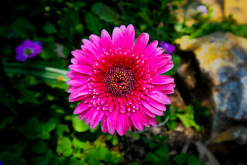 Pink-blooming flower in the garden