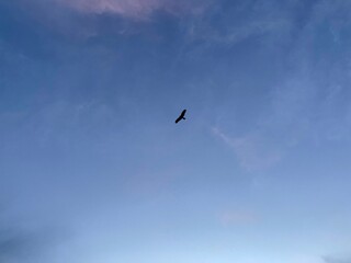 hawk in the sky