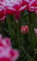 Spring blossoming pink tulips on field, bokeh flower background. Pink Tulip Field in Full Bloom.