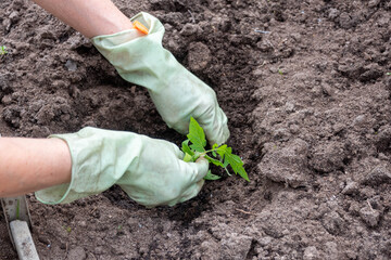 Female hands wearing gardening gloves plant a tomato seedling in the ground.