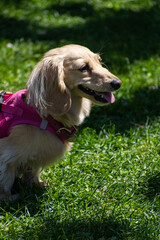 white cream long-haired dachshund with a pink collar on a green field 