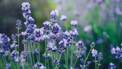 Naklejka premium close up of lavender flowers