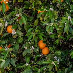 Oranges on an orange tree