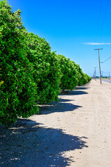 Orange groves along country road.