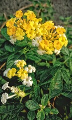  Lantana camara flowers bloom beautifully in the garden 
