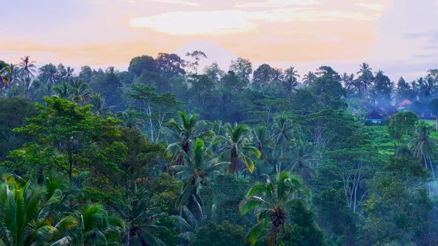 sunrise over a rainforest