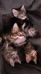 6 multi-colored Maine Coon kittens 2 months old in a box