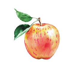 Apple, watercolor illustration of red and yellow apples, fruits, watercolor food illustration , hand drawn illustration