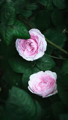Green leaves and wild roses wide background.