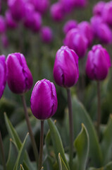 Obraz premium Spring blossoming purple tulips on field, bokeh flower background. PurpleTulip Field in Full Bloom.
