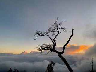 silhouette of a tree at sunrise