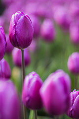 Spring blossoming purple tulips on field, bokeh flower background. PurpleTulip Field in Full Bloom.