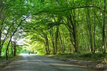 Carbon neutral or carbon net-zero concept background photo. forest path. Amazing forest. Igneada...