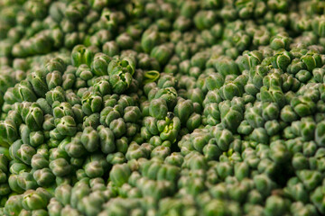  Fresh green broccoli macro shot . Vegetable background
