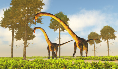 Barosaurus Dinosaurs Eating Foliage - Barosaurus dinosaurs munch on Monkey Puzzle trees during the Jurassic Period of the United States. © Catmando