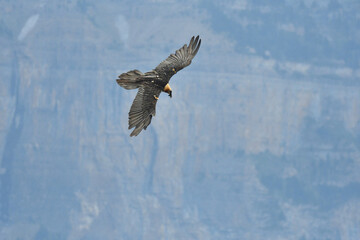 quebrantahuesos en vuelo en el pirineo aragonés