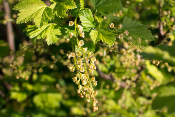 blooming red currant flowers with green leaves. gardening