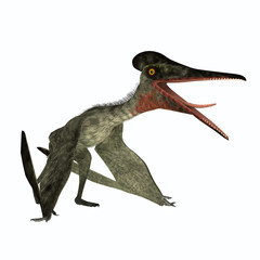 Pterodactylus Sitting - Pterodactylus was a flying carnivorous reptile that lived in the Jurassic Period of Bavaria, Germany.