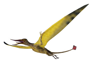 Rhamphorhynchus Pterosaur Wings - Rhamphorhynchus was a carnivorous predatory bird that lived in Europe during the Jurassic Period. © Catmando